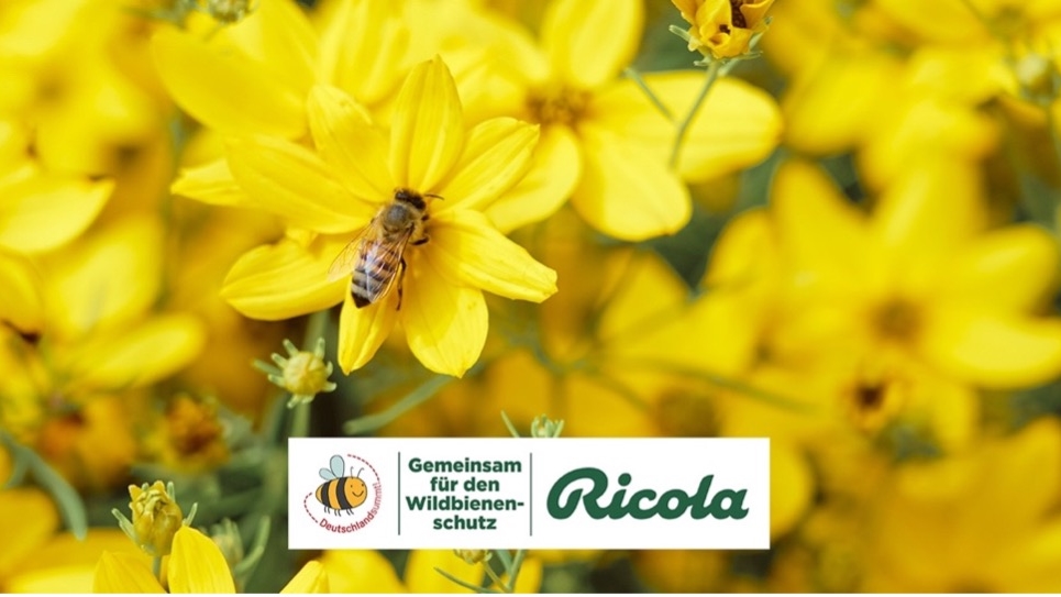 Ricola, Babor, Hilcona & Co. setzen sich für Bienen ein -