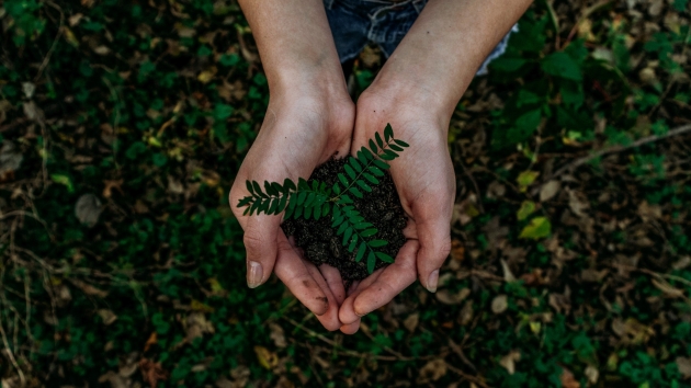 Zwischen Verantwortung und Rendite: Klimaschutz als Erfolgsfaktor - Quelle: Noah Buscher/Unsplash